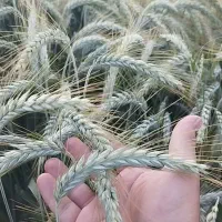 گندم هاردآمریکایی هم دیم وهم آبی