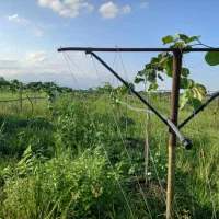 فروش-باغ-کیوی-جوکندان-روستای-پشته