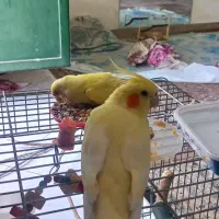 طوطی برزیلی گمشده زرد