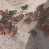 جوجه ۶۷روزه