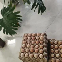 تخم مرغ نطفه دار