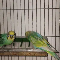 مرغ عشق جفت با جوجه و با تخم برزیلی ماده