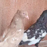 یه جفت سینه آس سو ذات قدیم