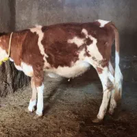 گوساله ماده