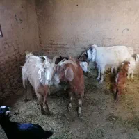 3 راس بز دوقلو