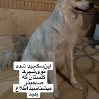 پیدا شده در شهرک گلستان
