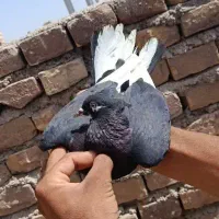 فروش دو عددکفترپرشی یکیش شازده و اون یکیش کیلومتری