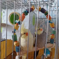 عروس هلندی