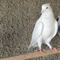 کفتر کبوتر