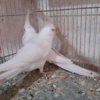 عروس هلندی آلبینو