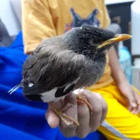 مرغ مینا . مینا