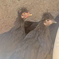 جوجه مرغ و خروس