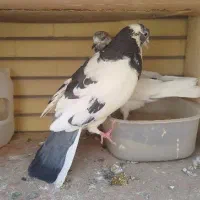 جف نرو ماده پرشی