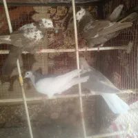 کبوتر