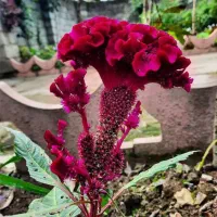 فروش شوینده