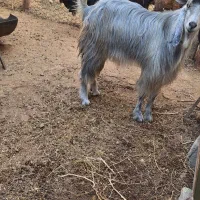 پازن دورگ سبز بذری درجه یک