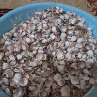 صدف|ماهی|همدان, |دیوار