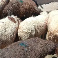 بره نر سبک وزن
