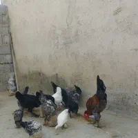 فروش مرغ وخروس