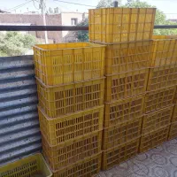 سبد حمال مرغ ومیوه