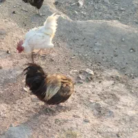 خروس محلی