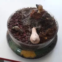 حلزون خونگی