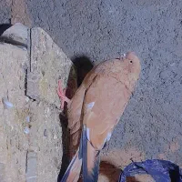 کله تاب نواحی سوسنگرد