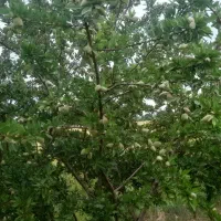 بادام تازه کاغذی و سنگی