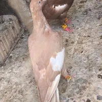 سرک زرد