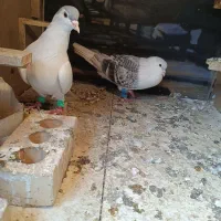 کفتر افغانی