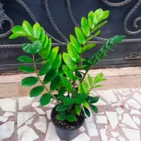 خرید بالای ۱ تومن ارسال داخل رشت رایگان انجام میشه