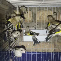 تعدادی محدود جوجه سهره هم کرمانی هم دورگ