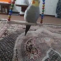 عروس هلندی نر