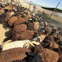 طویله دار، گوسفند زنده افشار،کردستانی،مغانی