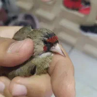 سهره فیروز کوهی داغسر ماده