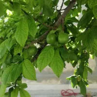 گوجه سبز شهریار کاملا ارگانیک