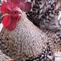 چهارعددمرغ و خروس مینیاتوری کاکلی وپاپری