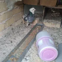 لیلک سبز مست مست