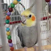 عروس هلندی