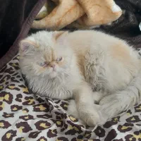 گربه پرشین