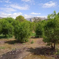 فروش خط تلفن ثابت سیمی