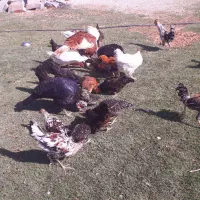 فروش مرغ و بوقلمون
