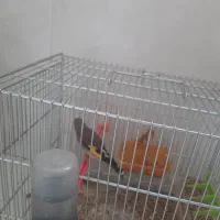 سهره سرحال و مرتب