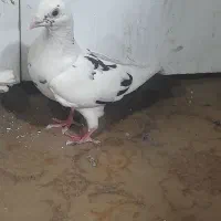 کفتر پلنگ سیاه عتیقه ساده سیاه قره سیاه کرمانی نر