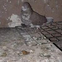 کفتر|پرنده|ساوه, |دیوار