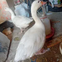 یک جفت قاز سرحال