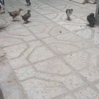 مرغ باجوجه گلین ومرندی