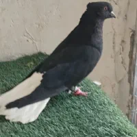 فروش پرنده
