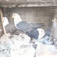 کبوتر جفگاه