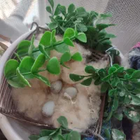 سهره نرو ماده دهن جور